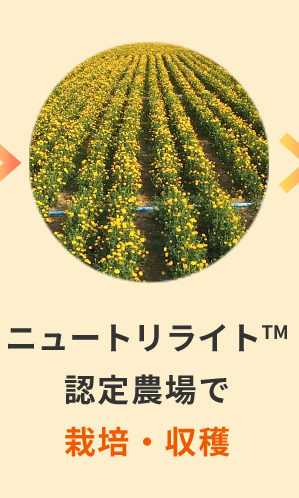 ニュートリライトTM 認定農場で栽培・収穫