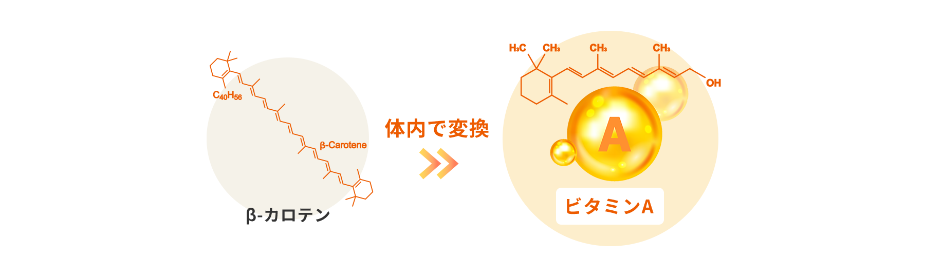 β-カロテン 体内で変換 ビタミンA