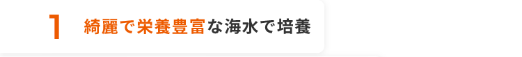 1 綺麗で栄養豊富な海水で培養