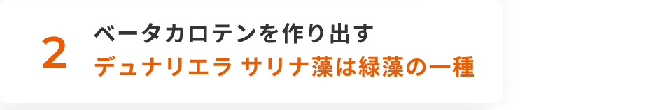 2 ベータカロテンを作り出すデュナリエラ サリナ藻は緑藻の一種