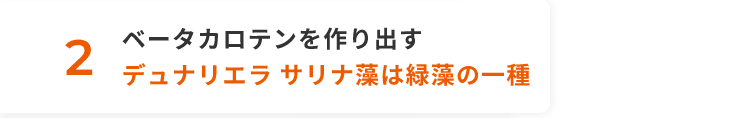 2 ベータカロテンを作り出すデュナリエラ サリナ藻は緑藻の一種